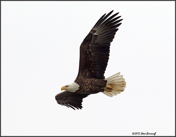 _2SB2486 american bald eagle.jpg